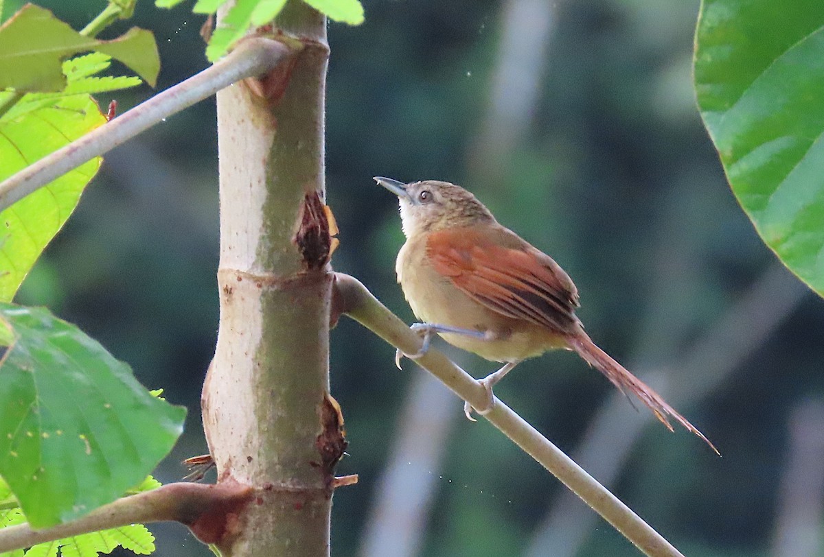 Plain-crowned Spinetail - ML620702977