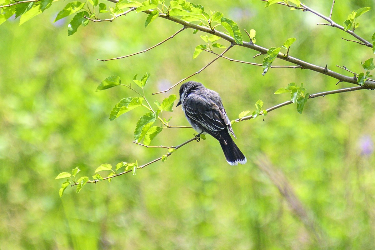 Eastern Kingbird - ML620702979