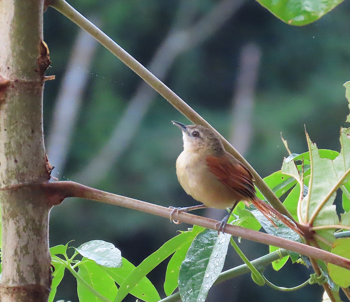 Plain-crowned Spinetail - ML620702981