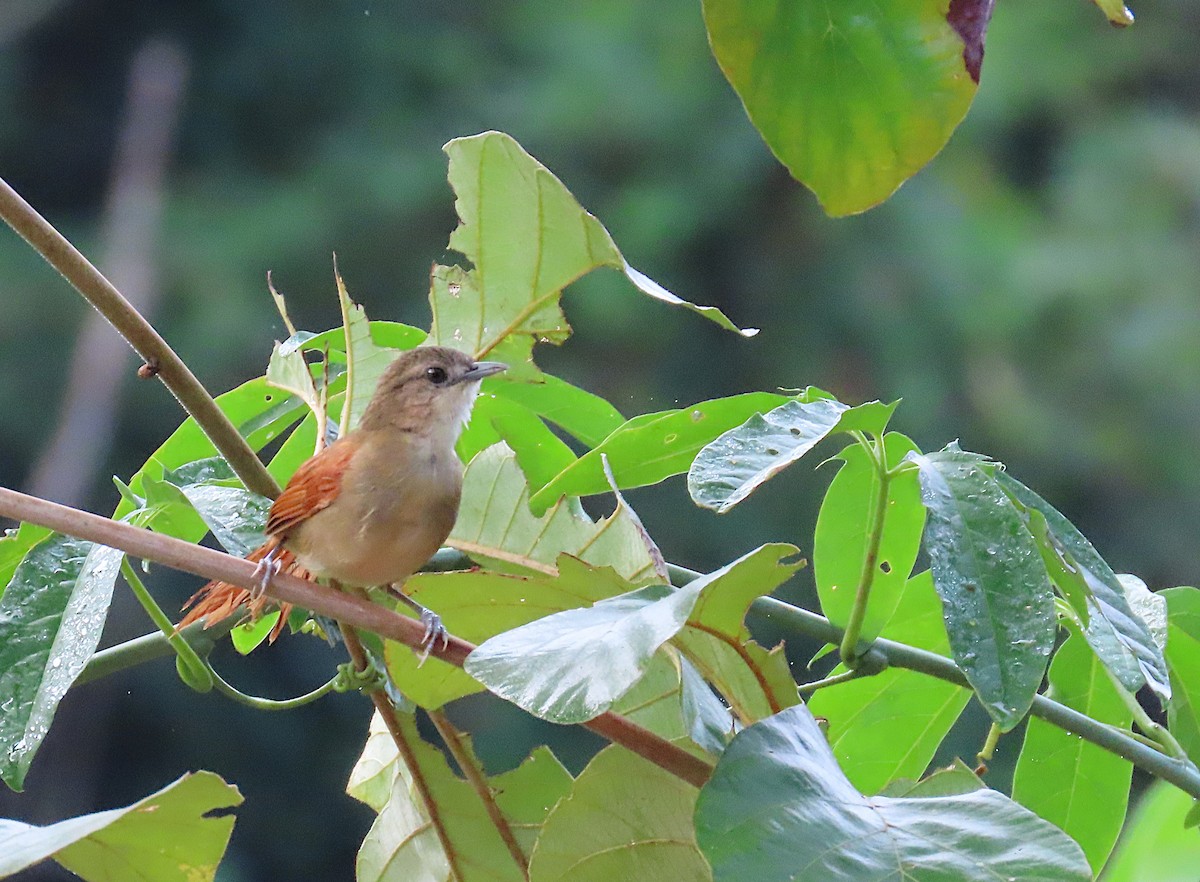 Plain-crowned Spinetail - ML620702983