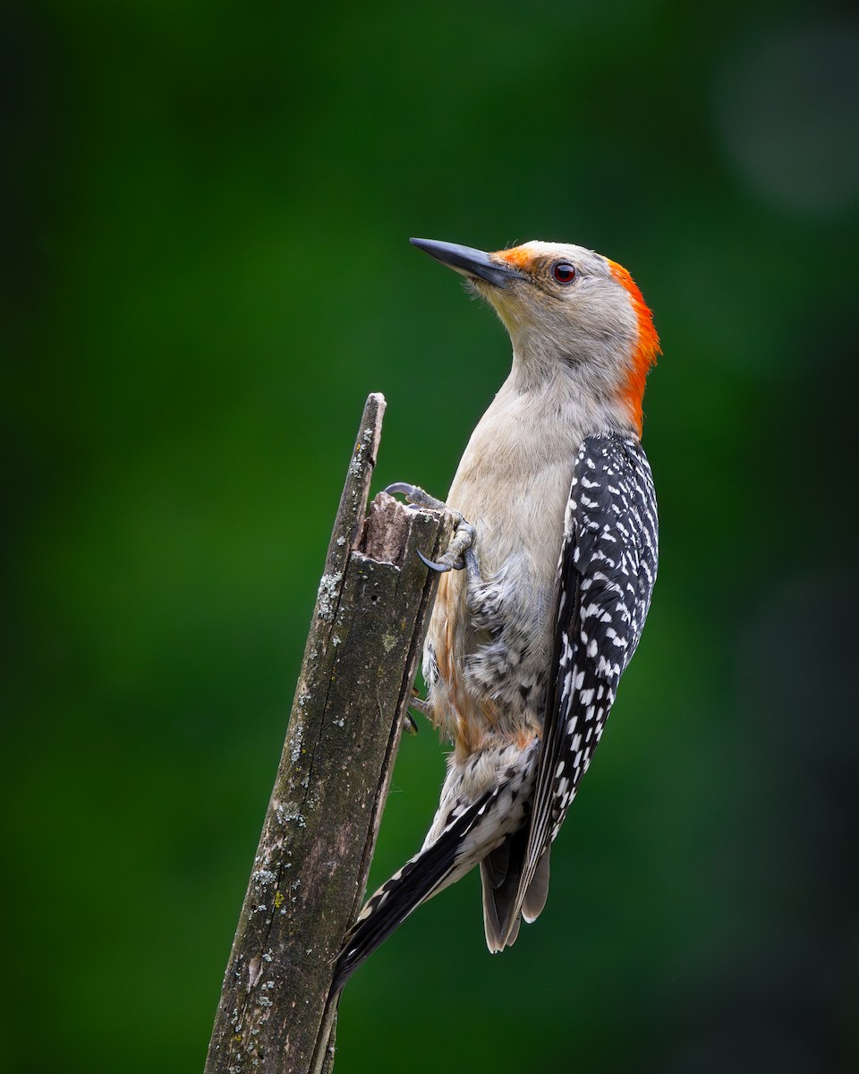 Red-bellied Woodpecker - ML620702985