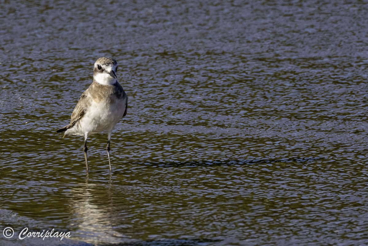 Greater Sand-Plover - ML620702988