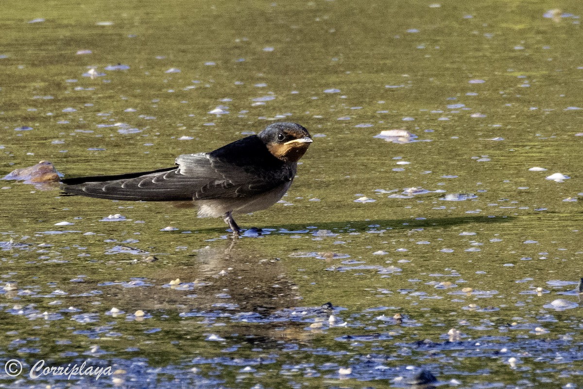 Golondrina Australiana - ML620702993