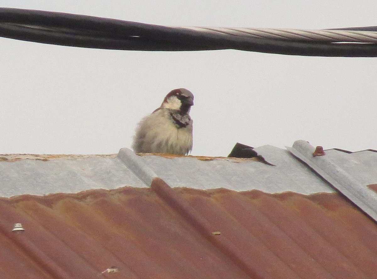 House Sparrow - ML620703001