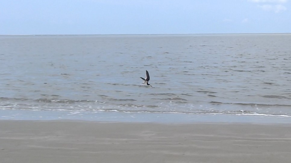 Black Skimmer - Ken Finger