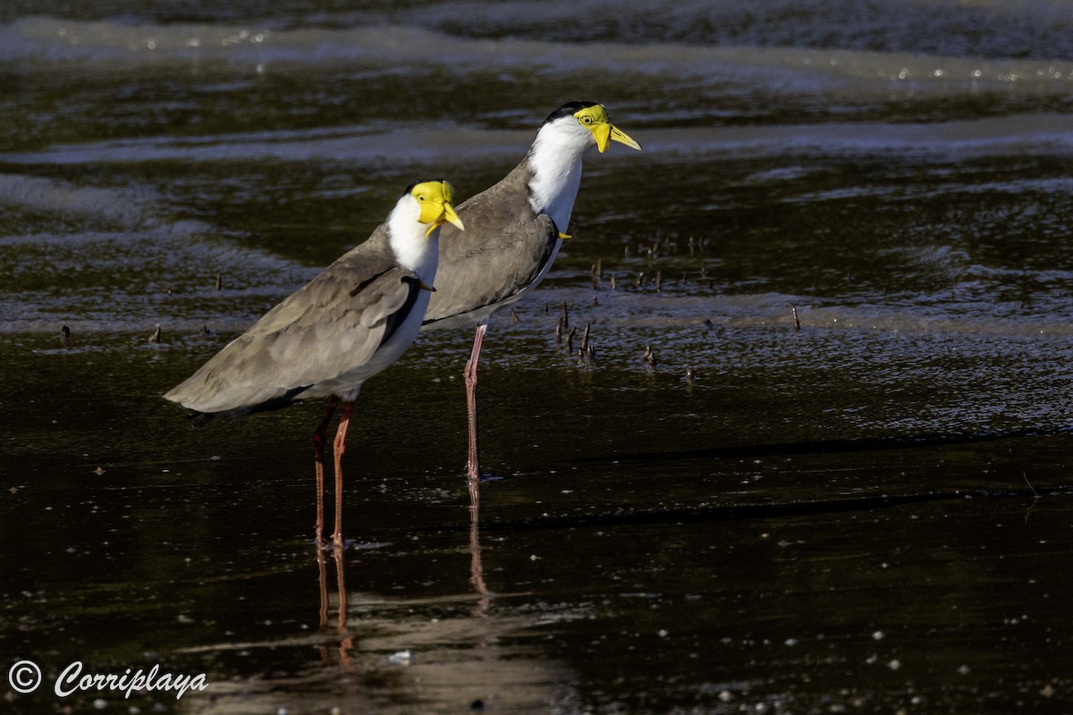 Masked Lapwing - ML620703005