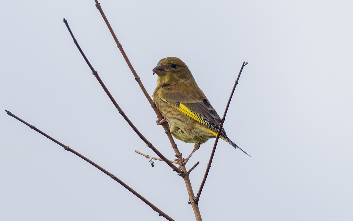 European Greenfinch - ML620703008