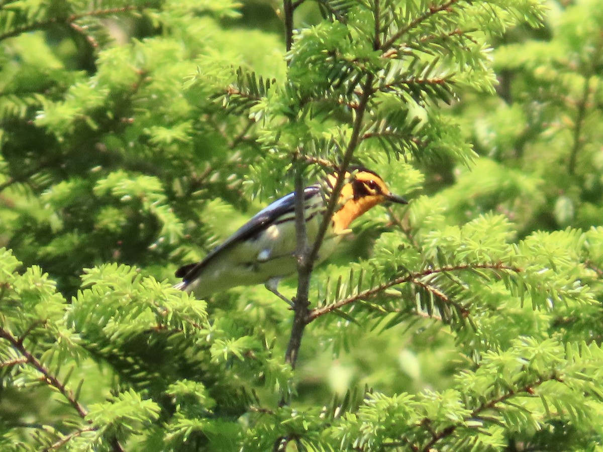 Blackburnian Warbler - ML620703012