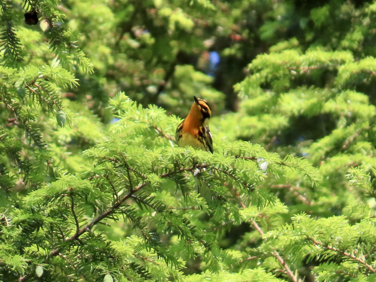 Blackburnian Warbler - ML620703013