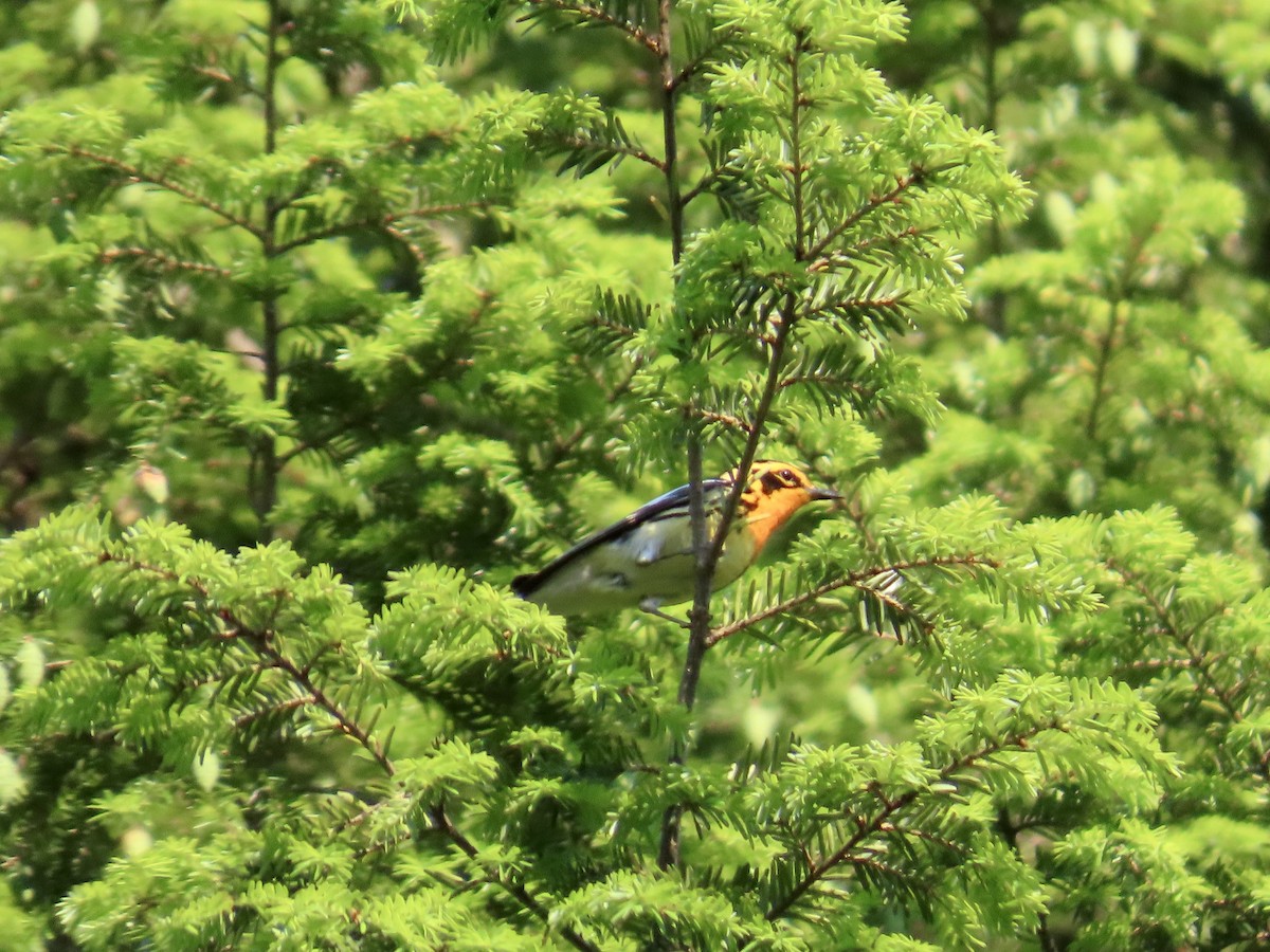 Blackburnian Warbler - ML620703014