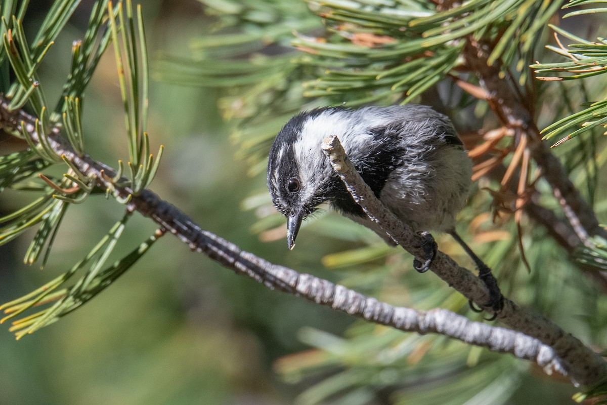 Mountain Chickadee - ML620703017