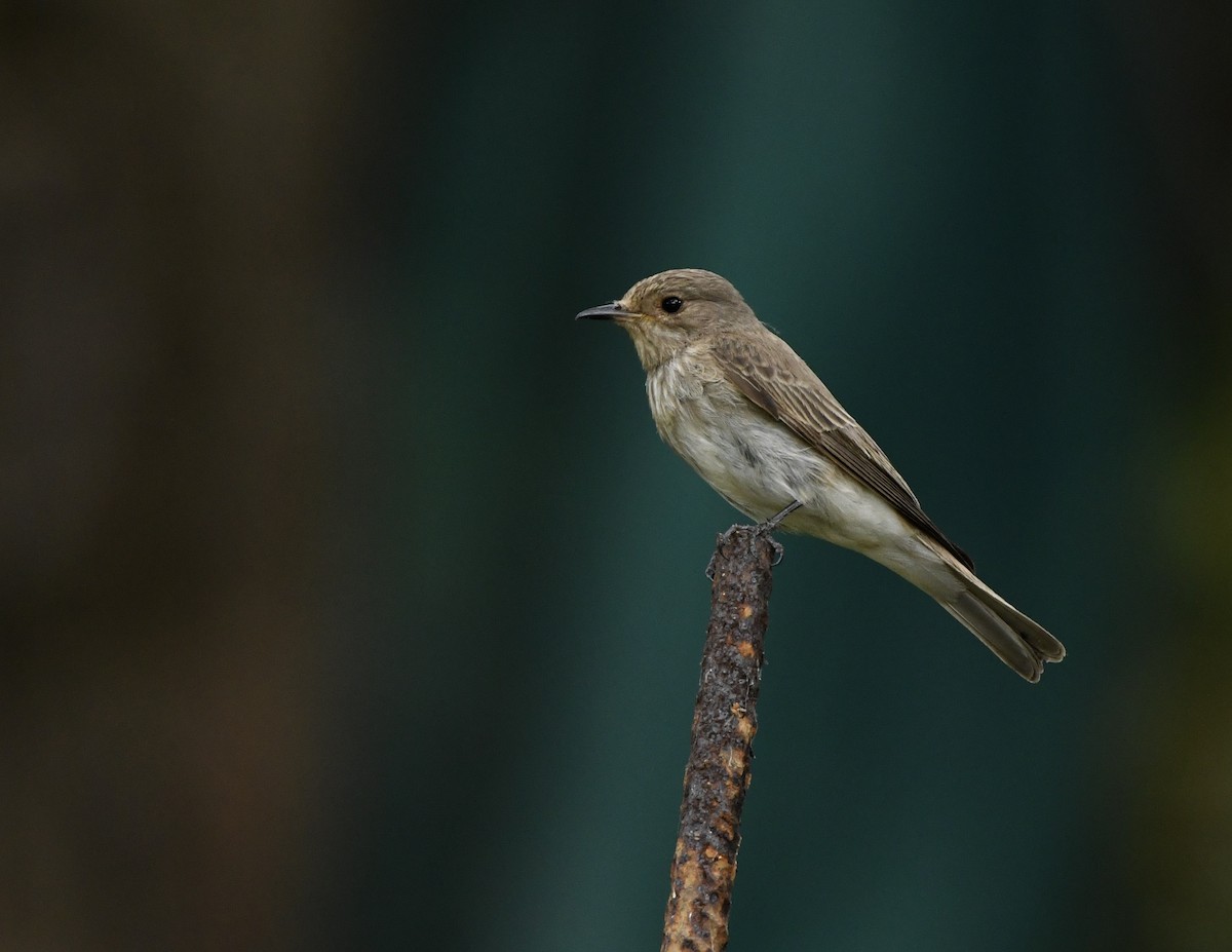 Spotted Flycatcher - ML620703018