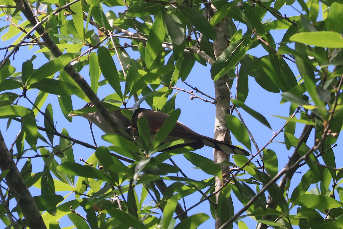 Yellow-billed Cuckoo - ML620703020