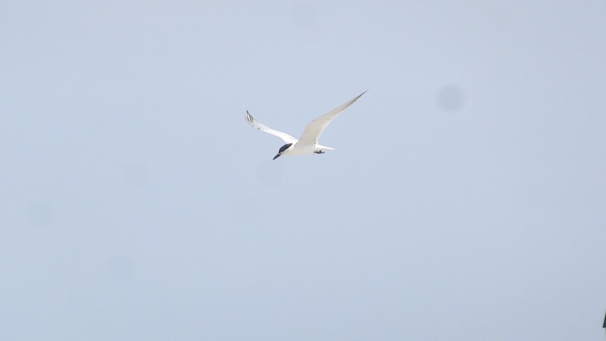 Gull-billed Tern - ML620703022