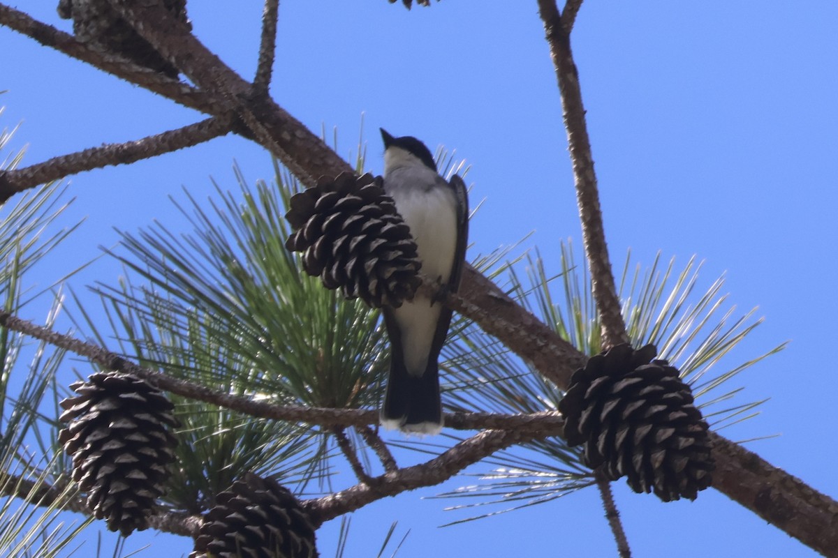 Eastern Kingbird - ML620703024