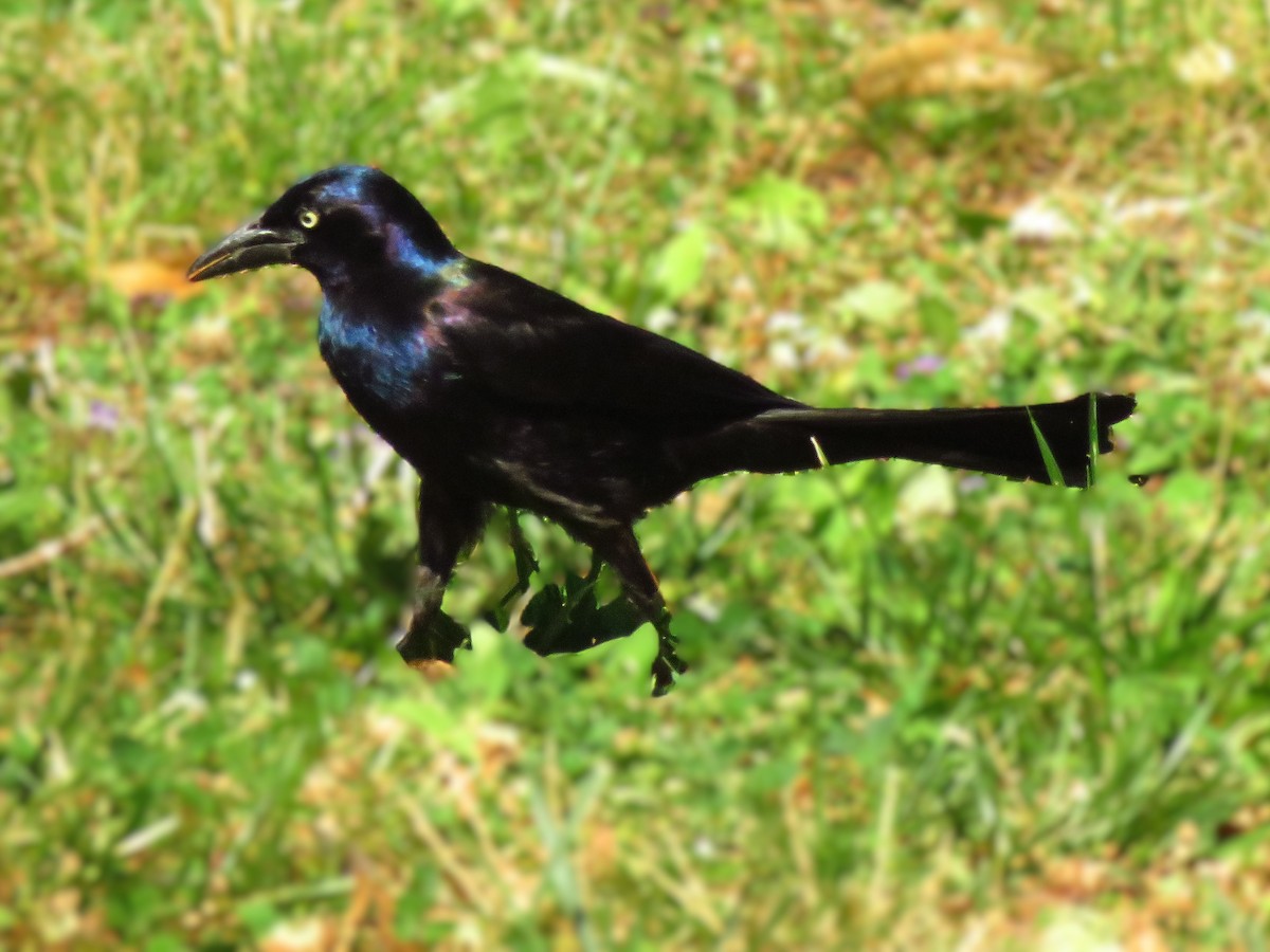 Common Grackle - John Fagan