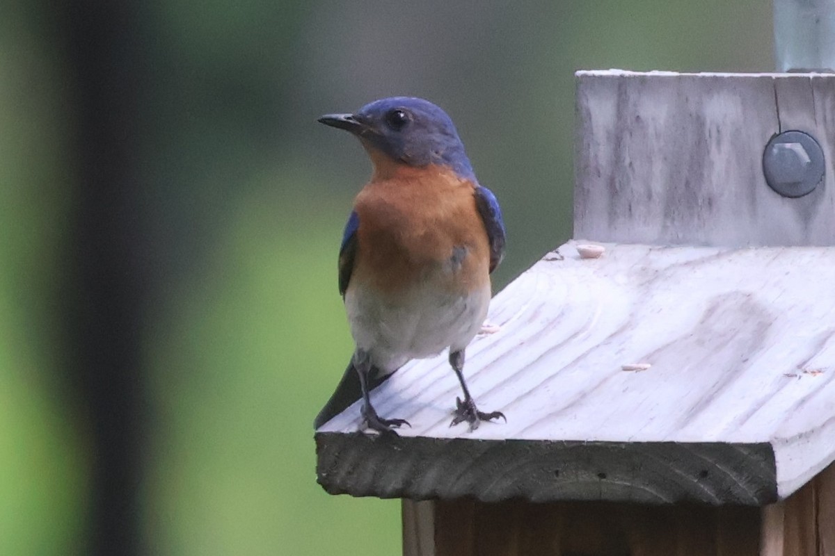 Eastern Bluebird - ML620703030