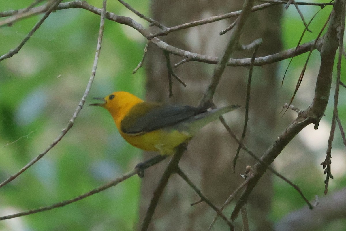 Prothonotary Warbler - ML620703039