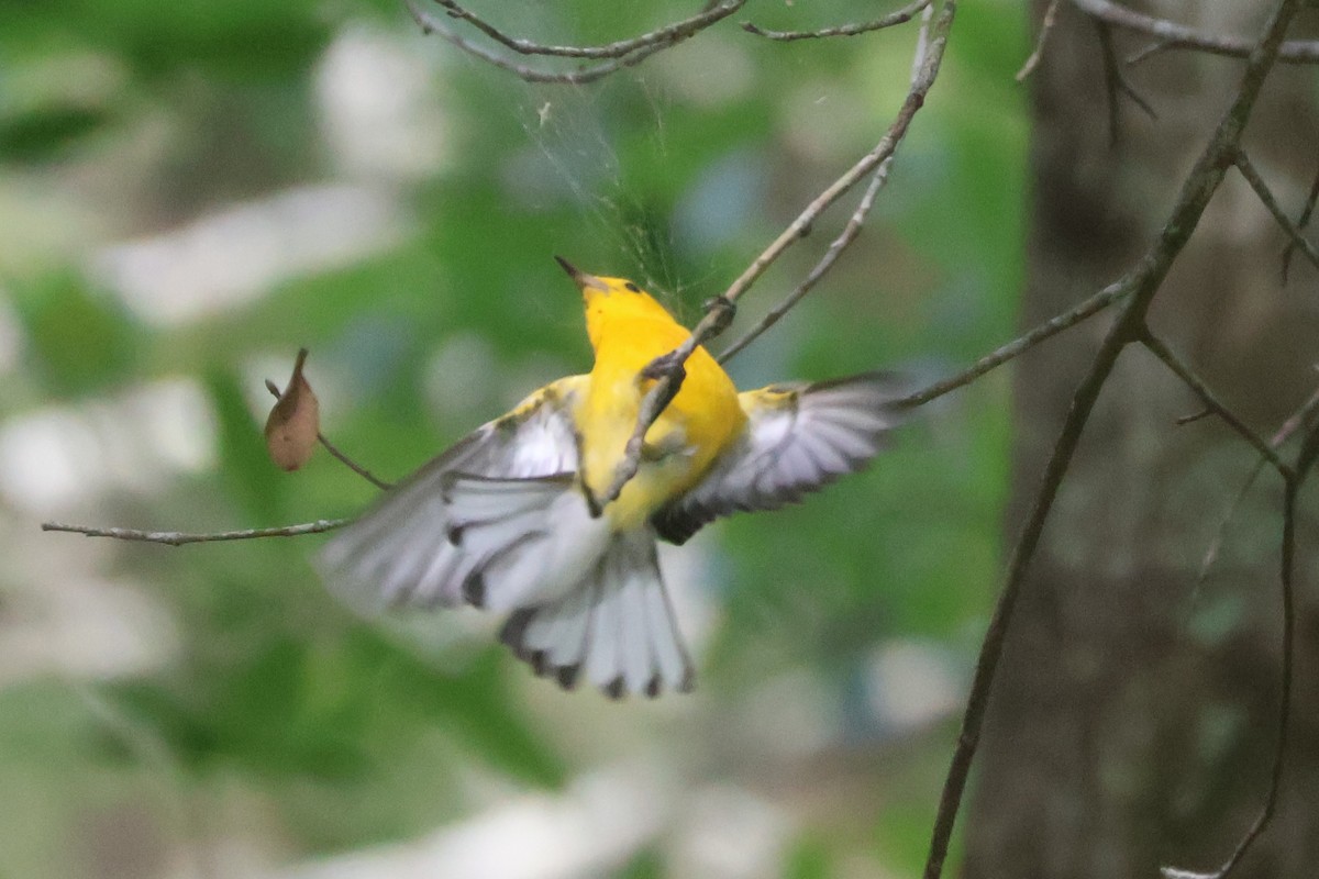 Prothonotary Warbler - ML620703040