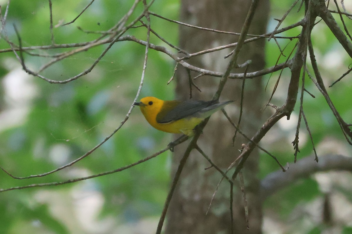 Prothonotary Warbler - ML620703041