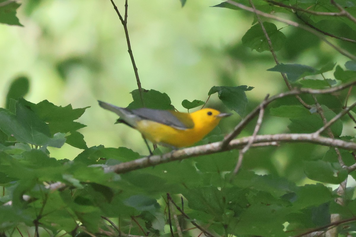 Prothonotary Warbler - ML620703042