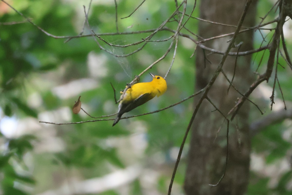 Prothonotary Warbler - ML620703043