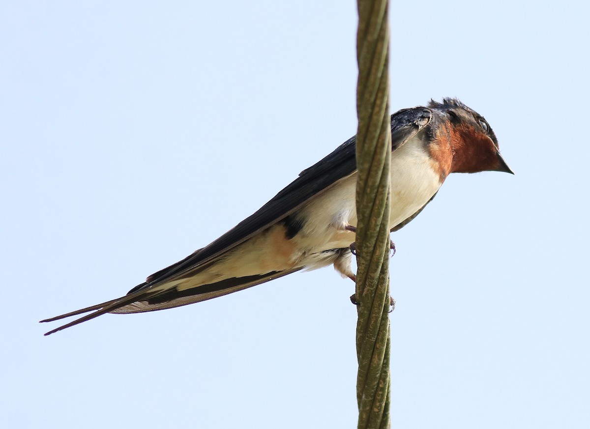 Barn Swallow - ML620703044