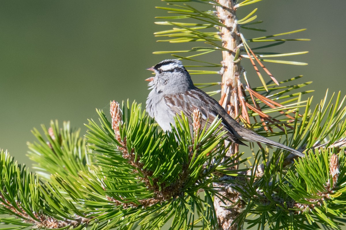 White-crowned Sparrow (Dark-lored) - ML620703048