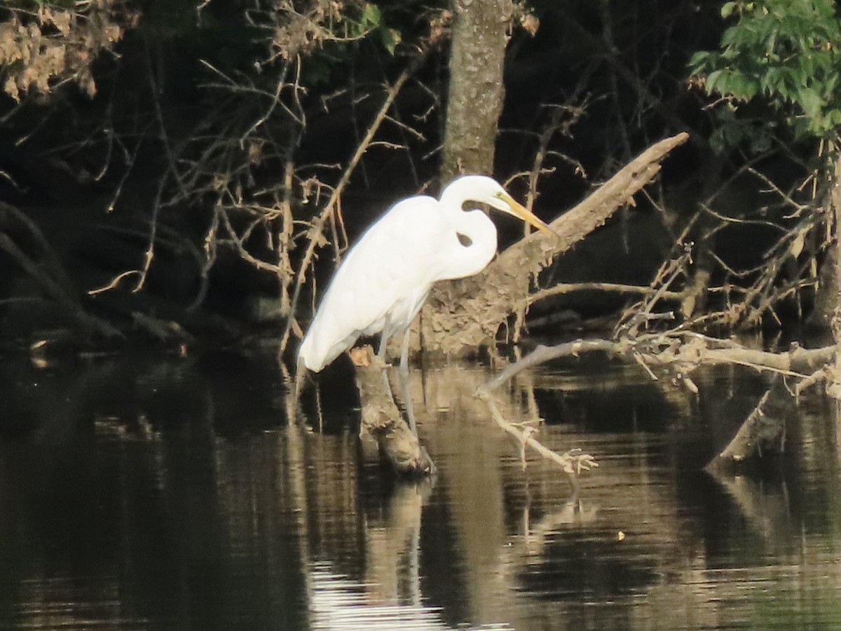 Great Egret - Gerry Hawkins