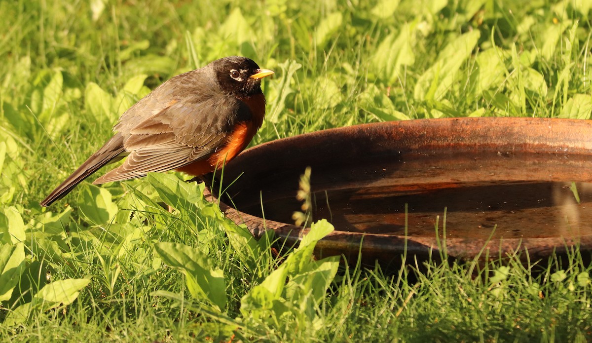 American Robin - ML620703051