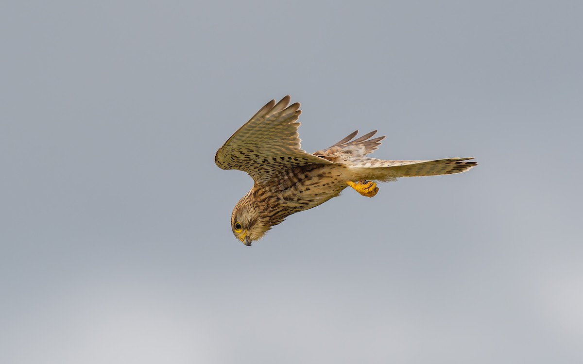 Eurasian Kestrel - ML620703052