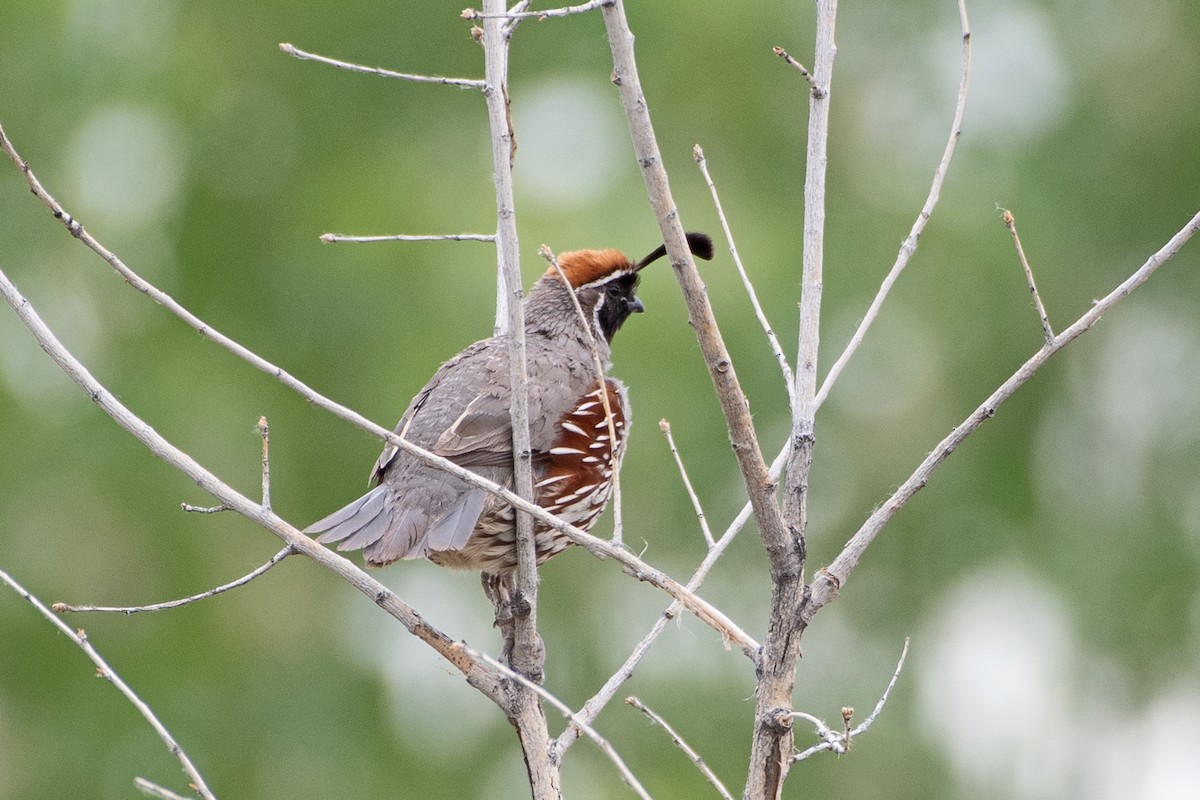 Gambel's Quail - Nate Gowan