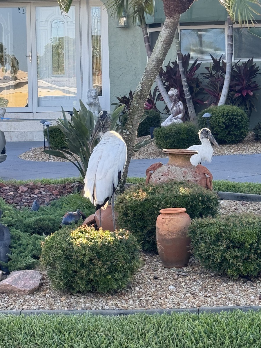 Wood Stork - ML620703056