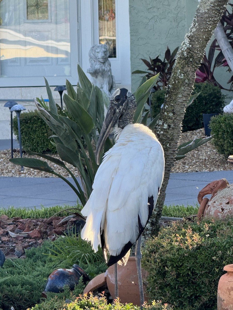 Wood Stork - ML620703057