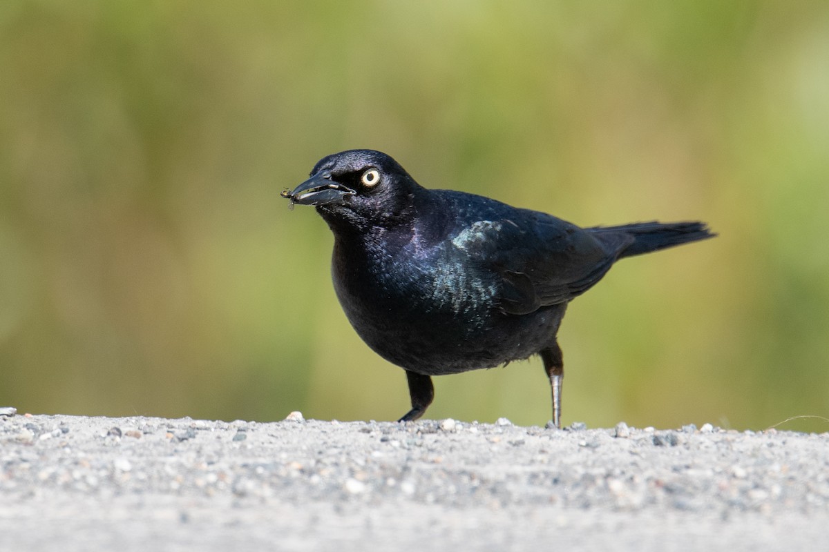 Brewer's Blackbird - ML620703058