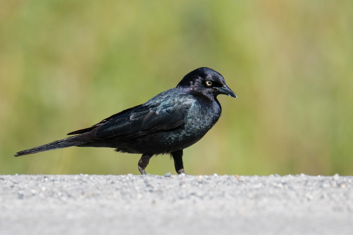 Brewer's Blackbird - ML620703059