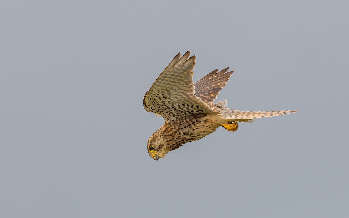 Eurasian Kestrel - Peter Kennerley