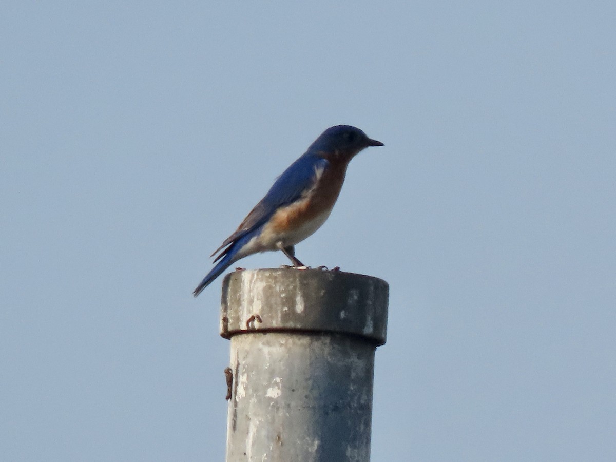 Eastern Bluebird - ML620703062