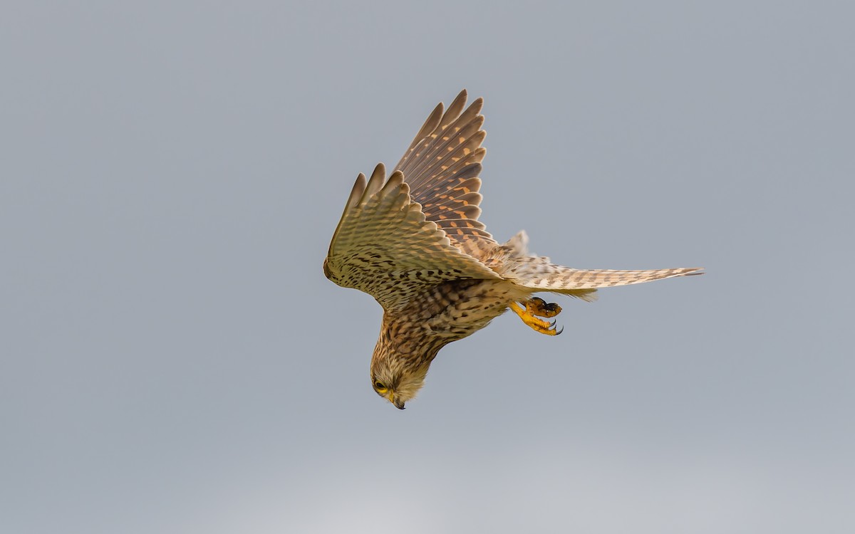 Eurasian Kestrel - ML620703063