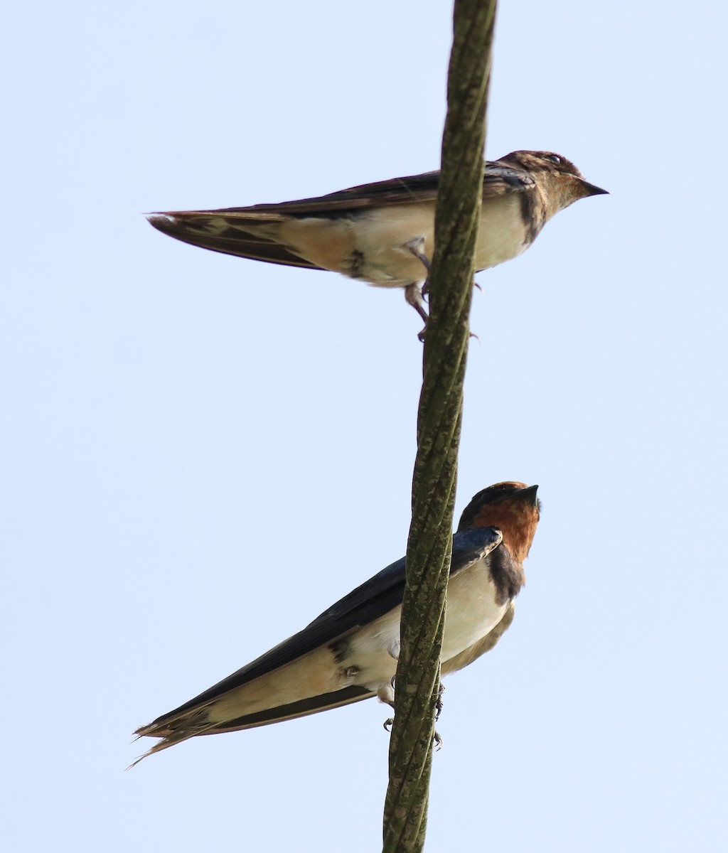 Barn Swallow - ML620703065