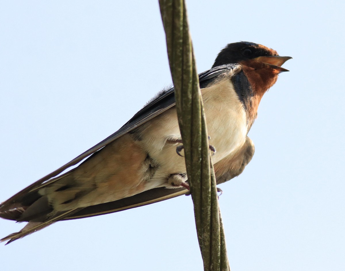 Barn Swallow - ML620703067