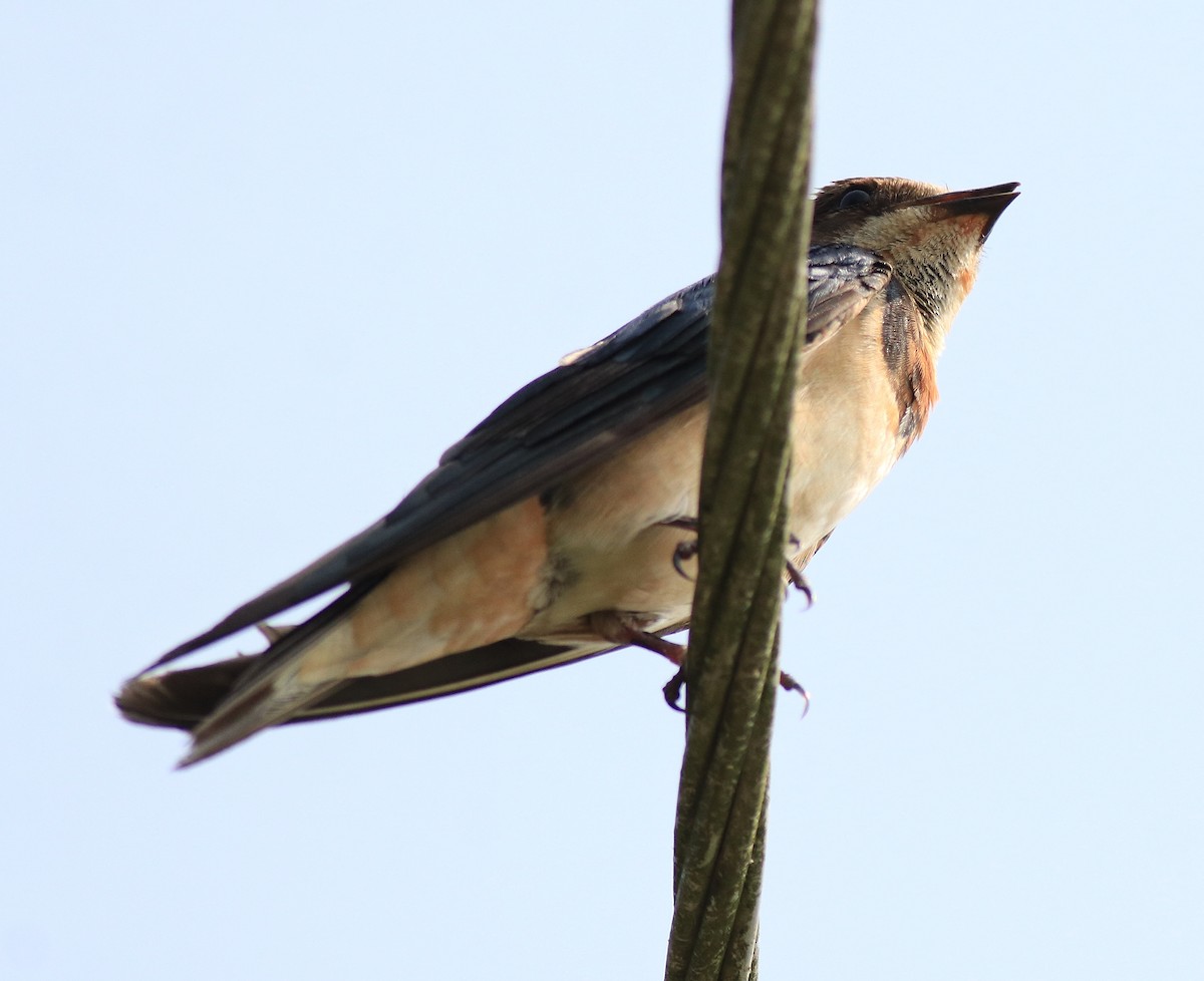 Barn Swallow - ML620703069