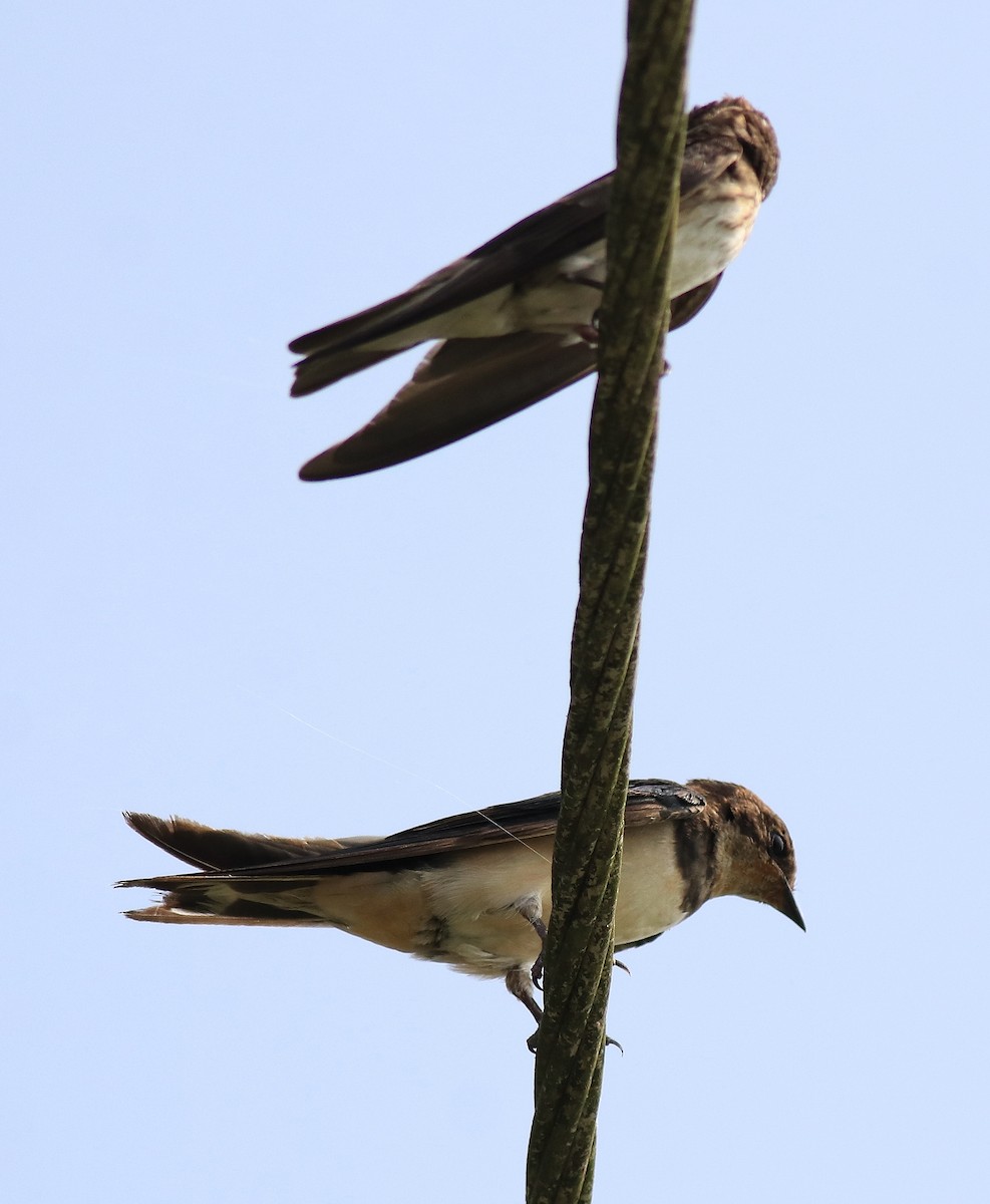 Barn Swallow - ML620703070