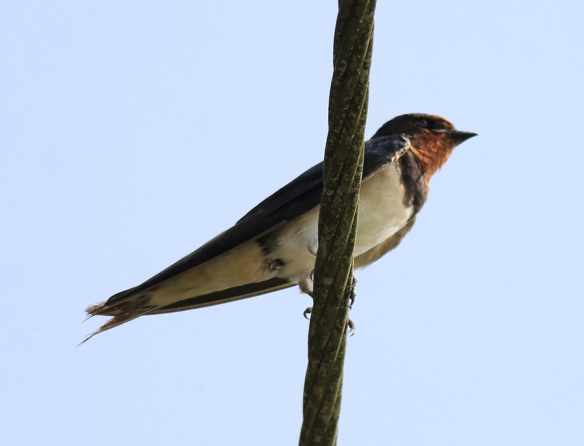 Barn Swallow - ML620703071