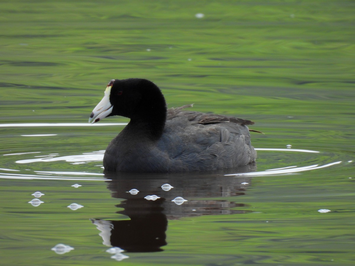 American Coot - ML620703073