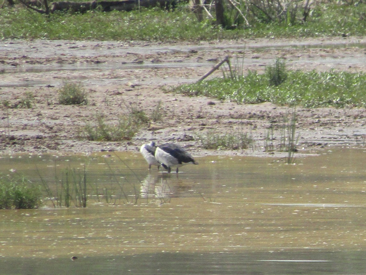 Knob-billed Duck - ML620703074