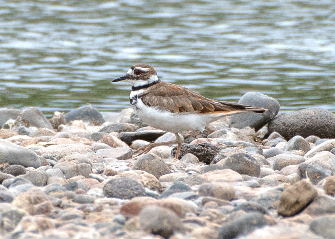 Killdeer - ML620703075