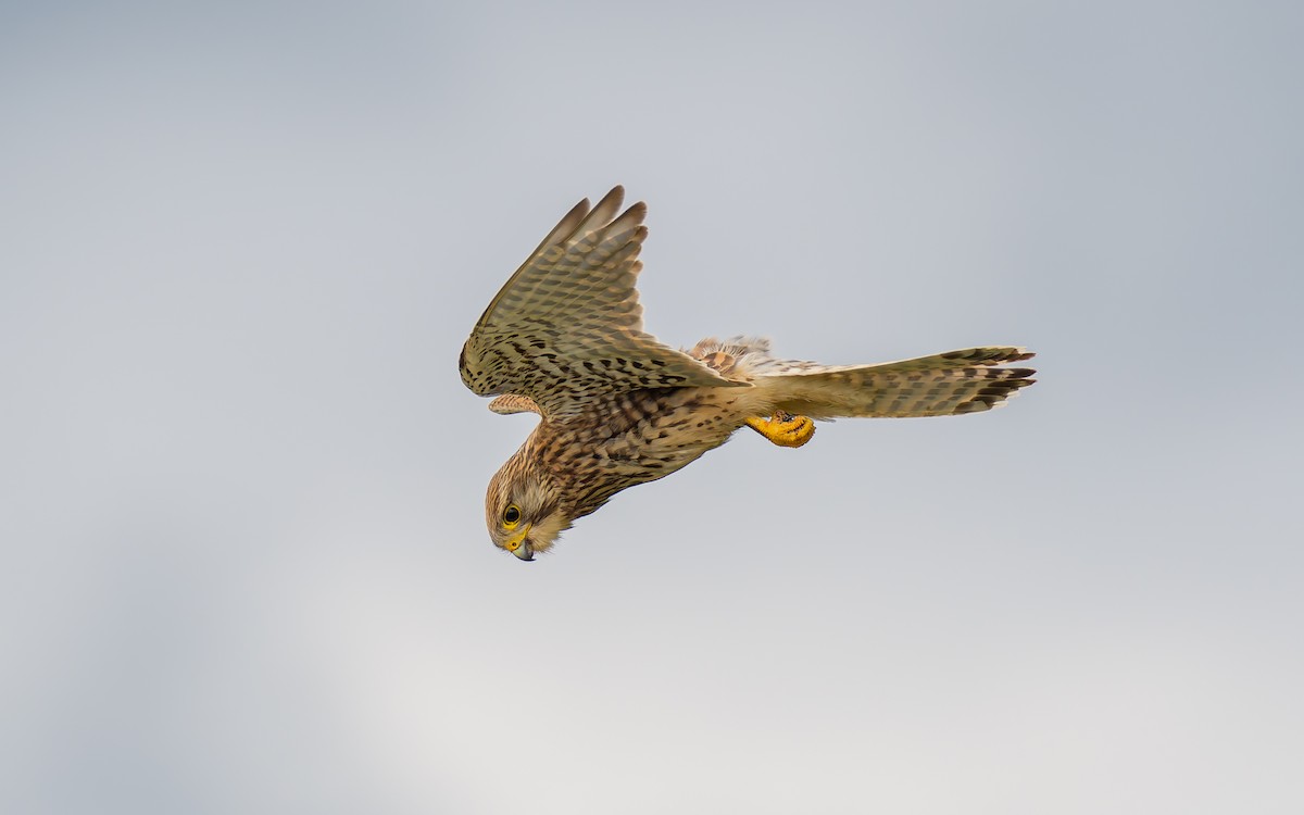 Eurasian Kestrel - ML620703077