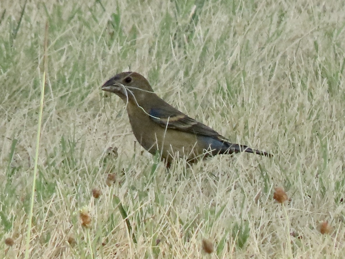 Blue Grosbeak - ML620703079