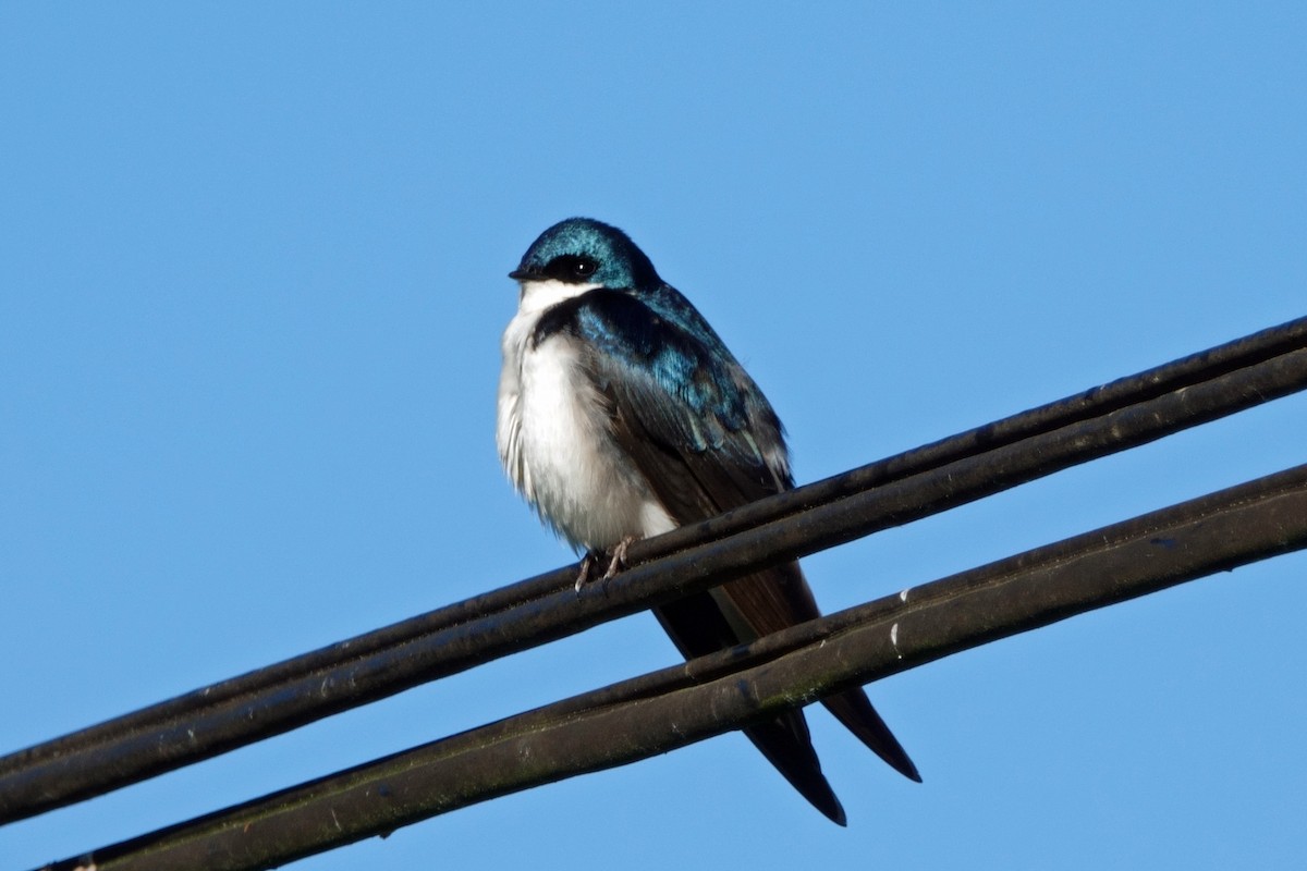 Golondrina Bicolor - ML620703080